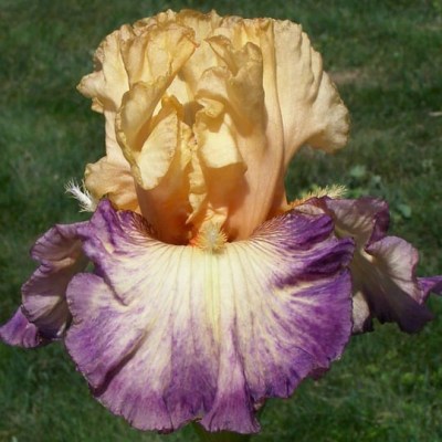 TROPICAL DELIGHT(Michael Sutton, R. 2001)